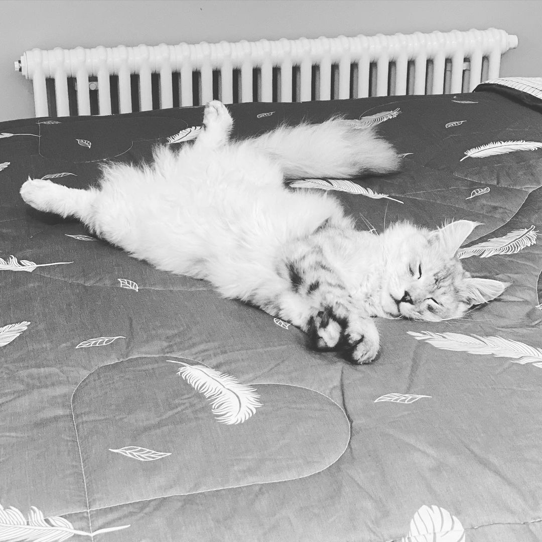 Koshka Borodini